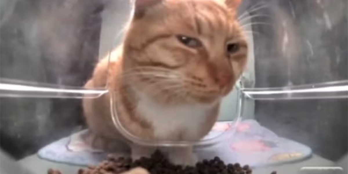 Suspicious orange cat at an automatic feeder