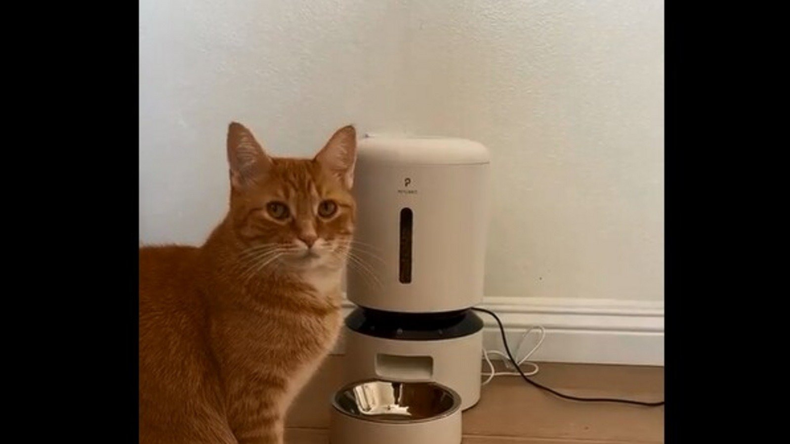 Orange cat staring beside an automatic feeder