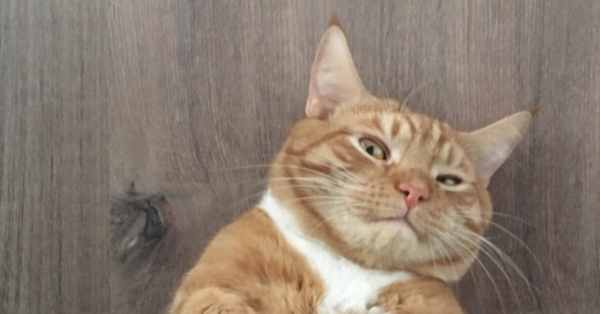 Orange tabby cat giving a suspicious side-eye