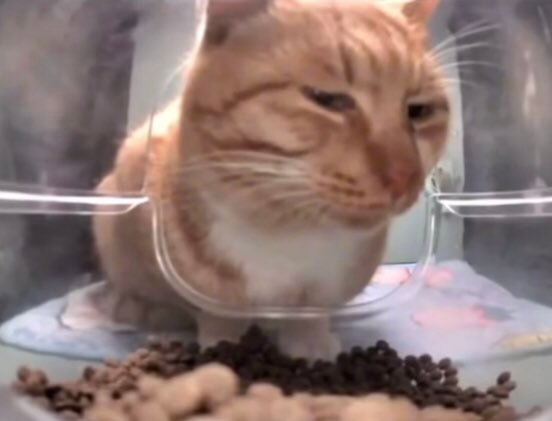 Close-up of suspicious orange cat watching food