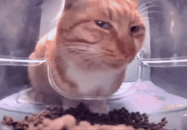 Suspicious orange cat watching the bowl